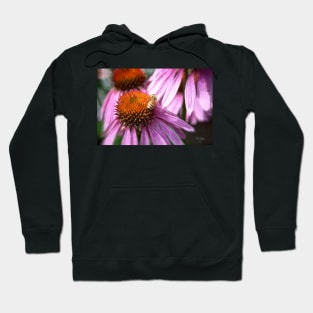 Honeybee on the Coneflower Hoodie